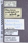 Etiketten zu Liotrichus umbripennis (LeConte, 1857) (NHMW-ZOO-COL-0008334)